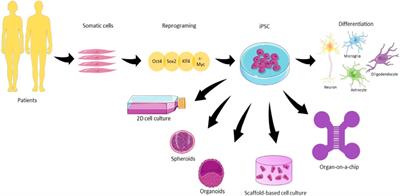 Advances in current in vitro models on neurodegenerative diseases